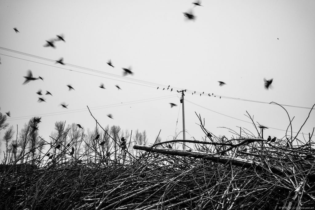 Birds