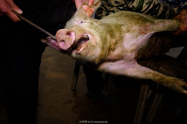 Kill a Pig