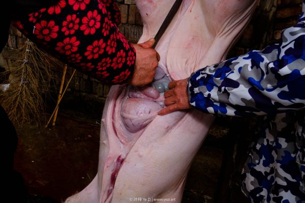 Kill a Pig