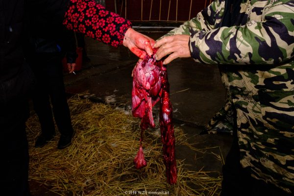 Kill a Pig
