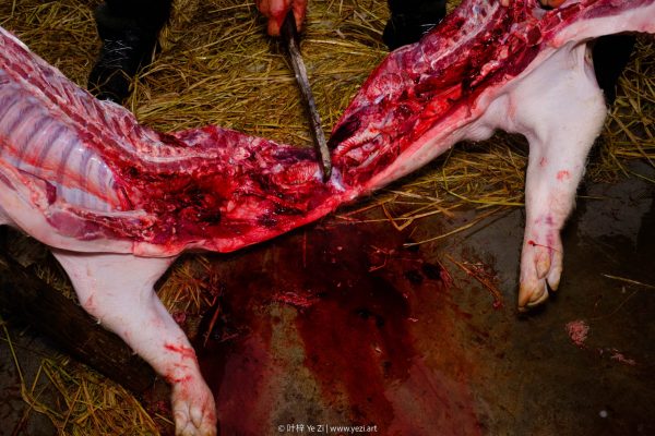 Kill a Pig