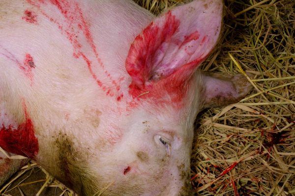 Kill a Pig