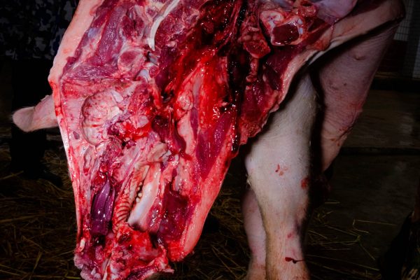 Kill a Pig