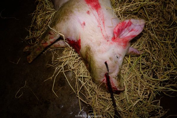 Kill a Pig