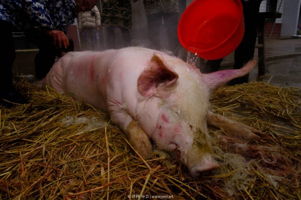 Kill a Pig