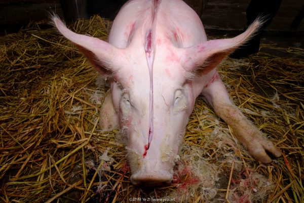 Kill a Pig