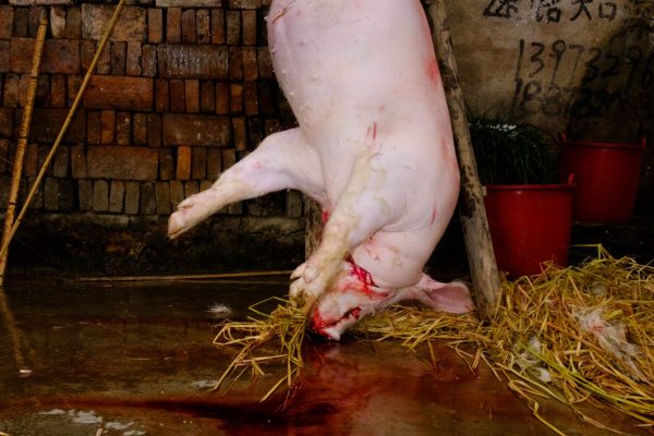 Kill a Pig